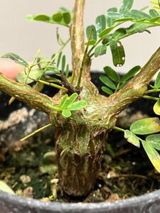 ク0947 「実生株」センナ　メリディオナリス　【種から発芽！・発根・Senna meridionalis・塊根植物・】