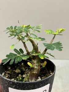 ク0943 「実生株」センナ　メリディオナリス　【種から発芽！・発根・Senna meridionalis・塊根植物・】