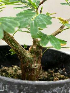 ク0941 「実生株」センナ　メリディオナリス　【種から発芽！・発根・Senna meridionalis・塊根植物・】