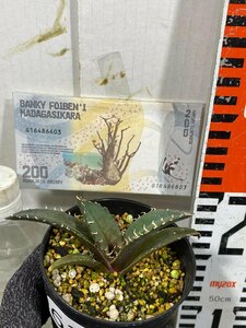 6330 「新春初売」アガベ チタノタ 白鯨 植え【お年玉プレゼント付・発根・多肉植物・子株・Agave Titanota White Whale】