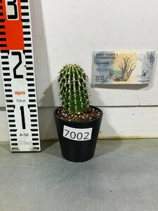 7002 「新春初売」ユーフォルビア　コルムナリス【お年玉プレゼント付き・発根・Euphorbia columnaris・多肉植物I】