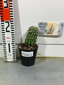 7001 「新春初売」ユーフォルビア　コルムナリス【お年玉プレゼント付き・発根・Euphorbia columnaris・多肉植物I】