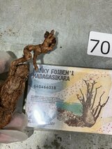 7061 「新春初売」ペラルゴニウム ロバツム 抜き苗【畑地植え株・自社養生株・お年玉プレゼント付・Pelargonium lobatum】_画像1