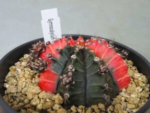 オ6040 「多肉植物I」ギムノカリキウム ミハノビッチ 植え【発根・美株・Gymnocalycium mihanovichii・サボテン】