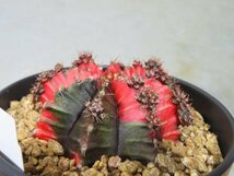 オ6041 「多肉植物I」ギムノカリキウム ミハノビッチ 植え【発根・美株・Gymnocalycium mihanovichii・サボテン】_画像6