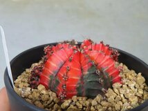 オ6035 「多肉植物I」ギムノカリキウム ミハノビッチ 植え【発根・美株・Gymnocalycium mihanovichii・サボテン】_画像6