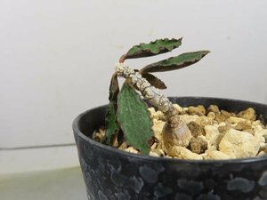 オ6198 「塊根植物」ユーフォルビア スザンナエ マルニエラエ 植え【発根開始・多肉植物・Euphorbia suzannae-marnierae・実生】