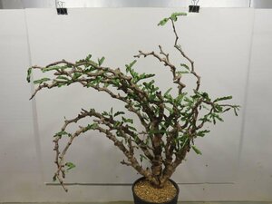 オ6132 「塊根植物」センナ メリディオナリス 大 植え【発芽・Senna meridionalis・多分発根】