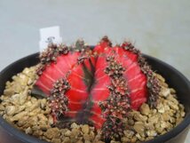 オ6041 「多肉植物I」ギムノカリキウム ミハノビッチ 植え【発根・美株・Gymnocalycium mihanovichii・サボテン】_画像1