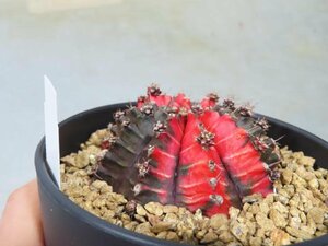 オ6034 「多肉植物I」ギムノカリキウム ミハノビッチ 植え【発根・美株・Gymnocalycium mihanovichii・サボテン】