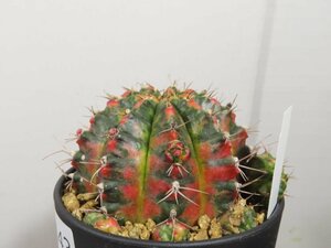 カ0143 「多肉植物I」ギムノカリキウム ミハノビッチ 植え【発根・美株・Gymnocalycium mihanovichii・サボテン】