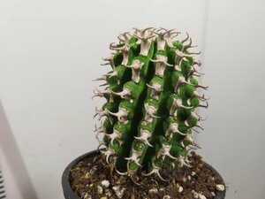 カ0218 「多肉植物I」ユーフォルビア　コルムナリス【美株・発根・Euphorbia columnaris】