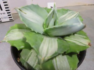 カ0174 「多肉植物I」アガベ 王妃雷神錦【発根・美株・Agave potatorum 'Ouhi Raijin'】