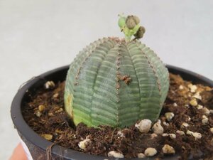 カ0035 「多肉植物I」ユーフォルビア　オベサ　植え【発根甘目・Euphorbia obesa・美株】