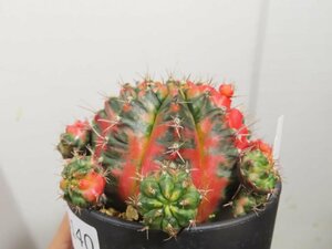 カ0140 「多肉植物I」ギムノカリキウム ミハノビッチ 植え【発根・美株・Gymnocalycium mihanovichii・サボテン】