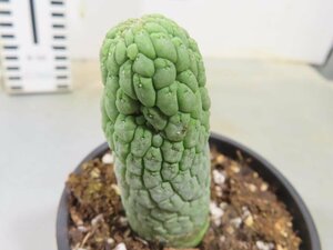 カ0164 「多肉植物I」ラリレアキア カクティフォルミス 植え【発根・Larryleachia cactiformis・仏頭玉・ラブラニア】