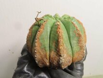 ク0391 「多肉植物」ユーフォルビア　メロフォルミス 抜き苗【そろそろ植えます・美株・Euphorbia meloformis】_画像6