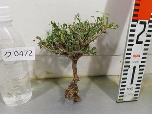 ク0472 「多肉植物」サルコカウロン バンデリエティアエ 抜き苗【美株・モンソニア・Sarcocaulon vanderietiae】