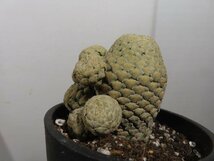 ケ2044 「多肉植物I」ユーフォルビア ピスキデルミス 植え【発根甘め・接ぎ木・Euphorbia piscidermis】_画像2