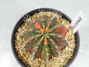 コ0145 「多肉植物I」ギムノカリキウム ミハノビッチ 植え【発根・美株・Gymnocalycium mihanovichii・サボテン】