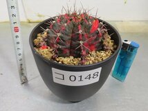 コ0148 「多肉植物I」ギムノカリキウム ミハノビッチ 植え【発根・美株・Gymnocalycium mihanovichii・サボテン】_画像3