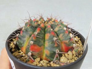 コ0142 「多肉植物I」ギムノカリキウム ミハノビッチ 植え【発根・美株・Gymnocalycium mihanovichii・サボテン】