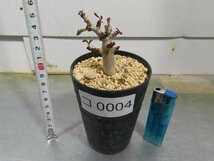 コ0004 「塊根植物」ボスウェリア　ナナ 植え【多分発根開始・Boswellia nana・希少・多肉植物】_画像5