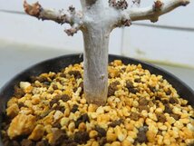 コ0006 「塊根植物」ボスウェリア　ナナ 植え【多分発根開始・Boswellia nana・希少・多肉植物】_画像7