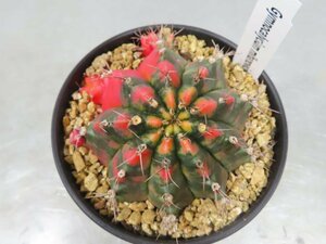 コ0153 「多肉植物I」ギムノカリキウム ミハノビッチ 植え【発根・美株・Gymnocalycium mihanovichii・サボテン】