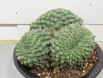 サ4175 「多肉植物I」ギムノカリキウム 緋花玉 植え 綴化【Xmas種子イベント・発根・美株・希少・Gymnocalycium baldianum】_画像2