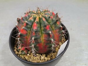 0027 「多肉植物I」ギムノカリキウム ミハノビッチ 植え【発根・美株・Gymnocalycium mihanovichii・サボテン】