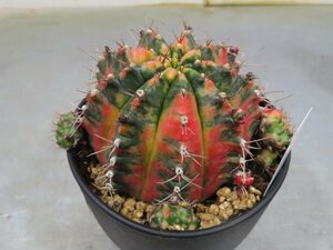 0020 「多肉植物I」ギムノカリキウム ミハノビッチ 植え【発根・美株・Gymnocalycium mihanovichii・サボテン】