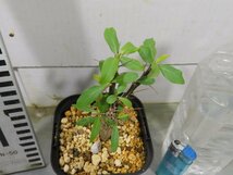 0273 「実生」フォークイエリア マクドガリー 植え【多分発根開始・多肉植物・Fouquieria macdougalii・塊根植物】_画像3