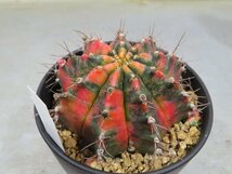 0017 「多肉植物I」ギムノカリキウム ミハノビッチ 植え【発根・美株・Gymnocalycium mihanovichii・サボテン】_画像5