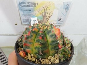 6980 「新春初売」ギムノカリキウム ミハノビッチ 植え【お年玉プレゼント付・Gymnocalycium mihanovichii・多肉植物I】