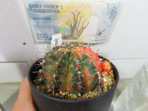 6989 「新春初売」ギムノカリキウム ミハノビッチ 植え【お年玉プレゼント付・Gymnocalycium mihanovichii・多肉植物I】