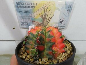 6982 「新春初売」ギムノカリキウム ミハノビッチ 植え【お年玉プレゼント付・Gymnocalycium mihanovichii・多肉植物I】