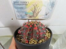 6988 「新春初売」ギムノカリキウム ミハノビッチ 植え【お年玉プレゼント付・Gymnocalycium mihanovichii・多肉植物I】_画像1