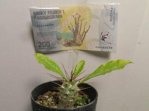 7383 「新春初売」パキポディウム　サウンデルシー【お年玉プレゼント付・Pachypodium saundersii・白馬城・サンデルシー・実生】