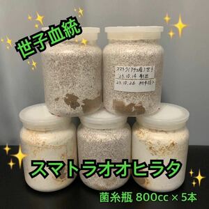 ☆世子血統☆ スマトラオオヒラタクワガタ 菌糸瓶入り 幼虫5匹 (スマトラ ヒラタクワガタ)　