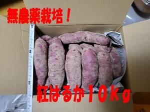 【北海道産】無農薬サツマイモ　紅はるか新物１０キロ（中サイズ土付き）農家直送便♪