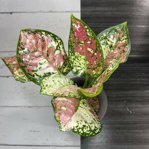 アグラオネマ　アンヤマニートリカラー | Aglaonema Unyamanee Tricolor | アンスリウム アロカシア モンステラ