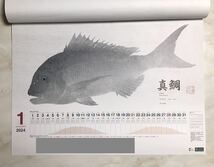 ●シマノ 魚拓　壁掛け　カレンダー　2024年　令和6年　店名入り　釣り●_画像2
