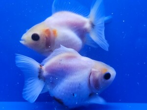 金魚　琉金約10cm　２匹タイ歳　ショートテール　