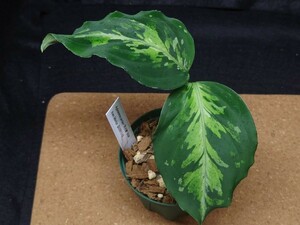 《HaL plants》Aglaonema pictum“月光蝶”BGW from Sibolga【AZ0813-X】 アグラオネマ AZ便