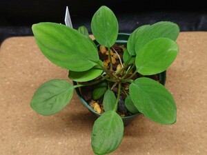 《HaL plants》Homalomena sp. “Sabah-6”【R0515-03a】RIO便 ホマロメナ 2株立ち