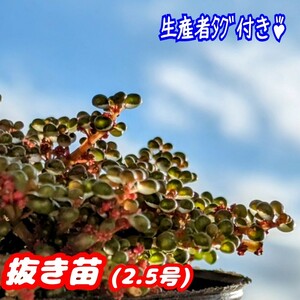 ◆送料無料◆レア♪ピレア グロボーサ【抜き苗】露鏡 多肉植物 紅葉 プレステラ プラ鉢