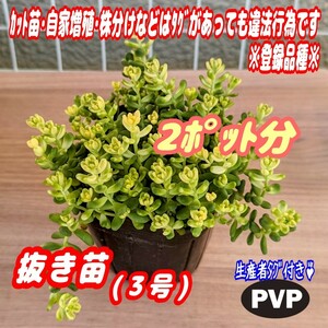 ◆送料無料◆【抜き苗】斑入りタイトゴメ 3号モリモリ！2ポット分♪ 多肉植物 セダム 紅葉 プレステラ プラ鉢