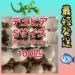 ☆S10☆送料無料☆デュビアSサイズ100匹☆死着保証10%☆