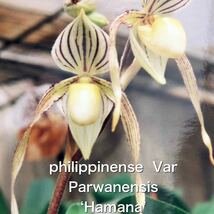 洋蘭　パフィオ　Paph Paphiopedilum philippinense Var Parwanensis （‘Hamana’）セルフ　フラスコ_画像1